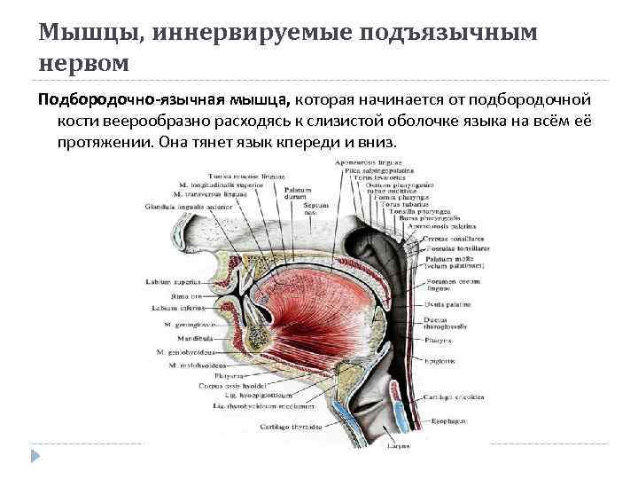 Мышцы, иннервируемые подъязычным нервом Подбородочно-язычная мышца, которая начинается от подбородочной кости веерообразно расходясь к