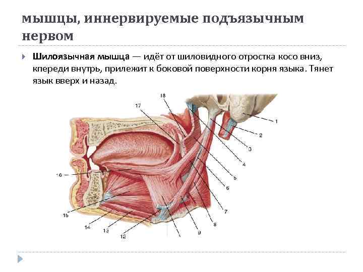 Мышцы Языка Анатомия Картинки