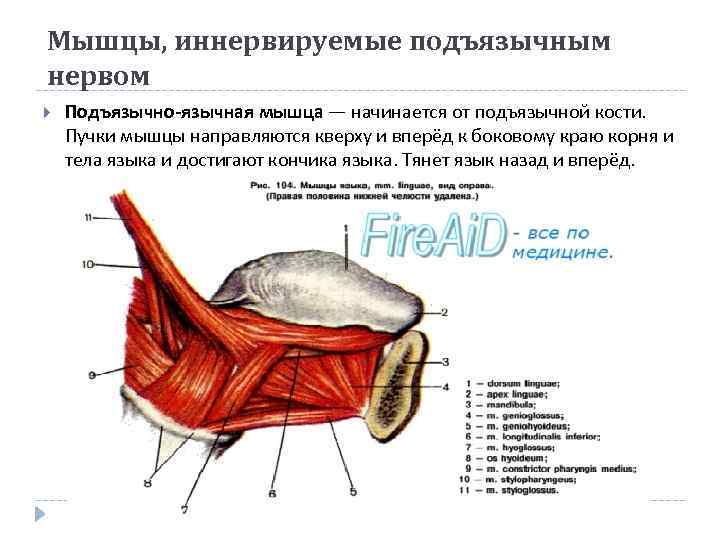 Мышцы, иннервируемые подъязычным нервом Подъязычно-язычная мышца — начинается от подъязычной кости. Пучки мышцы направляются