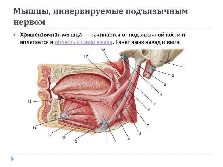 Мышцы Языка Анатомия Картинки