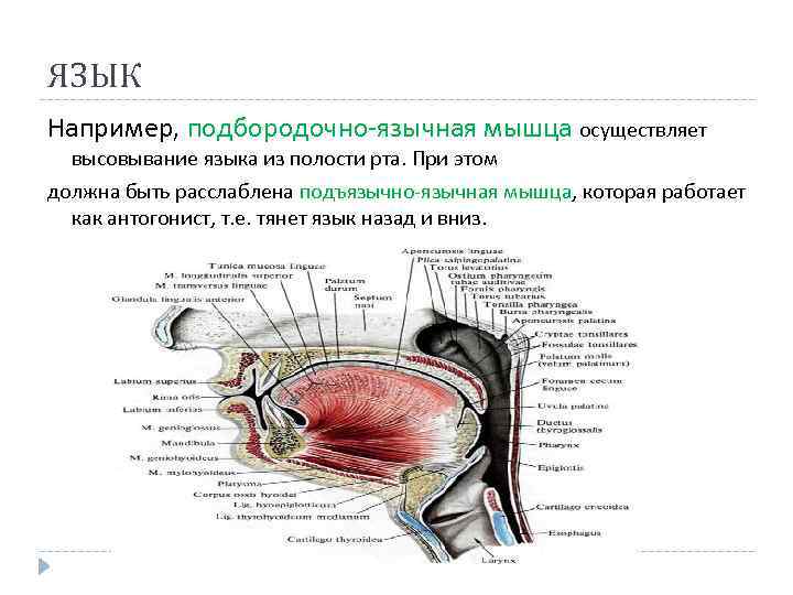 ЯЗЫК Например, подбородочно-язычная мышца осуществляет высовывание языка из полости рта. При этом должна быть