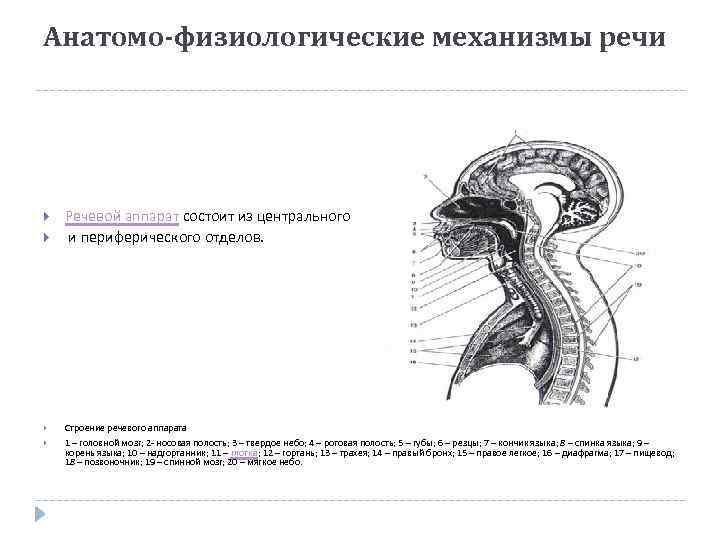 Анатомо-физиологические механизмы речи Речевой аппарат состоит из центрального и периферического отделов. Строение речевого аппарата