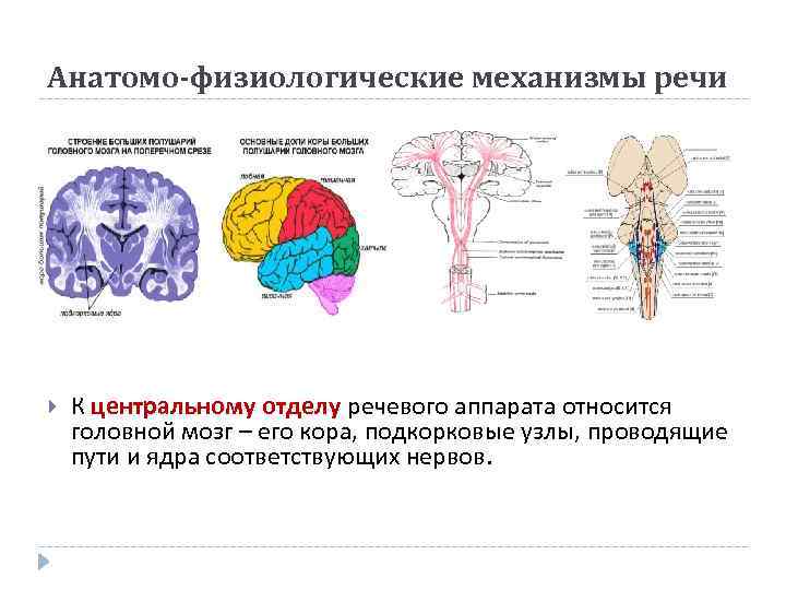 Средний мозг черепно мозговые нервы