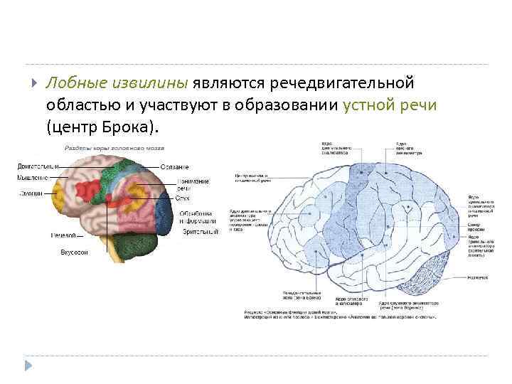  Лобные извилины являются речедвигательной областью и участвуют в образовании устной речи (центр Брока).