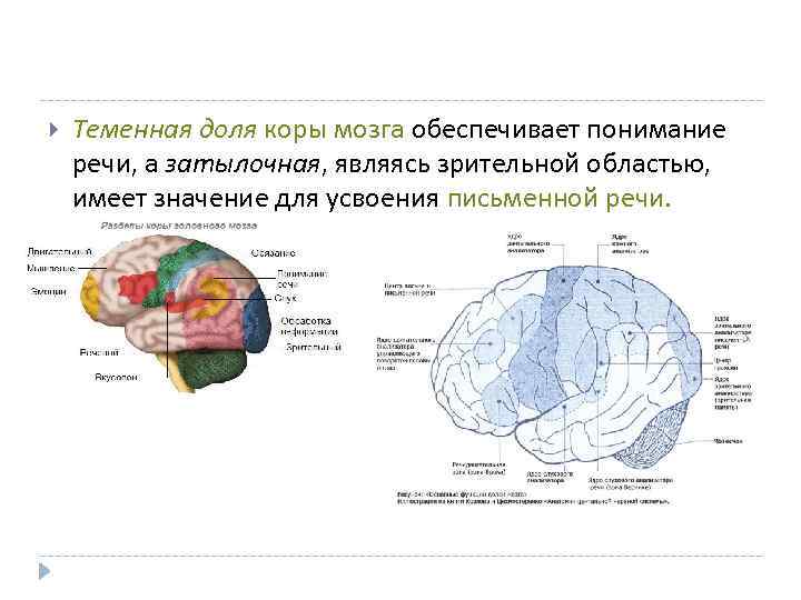  Теменная доля коры мозга обеспечивает понимание речи, а затылочная, являясь зрительной областью, имеет