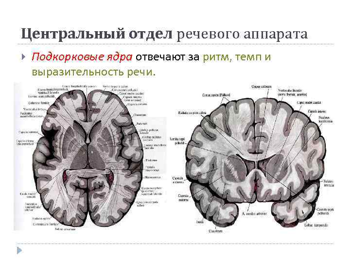 Центральный отдел речевого аппарата Подкорковые ядра отвечают за ритм, темп и выразительность речи. 