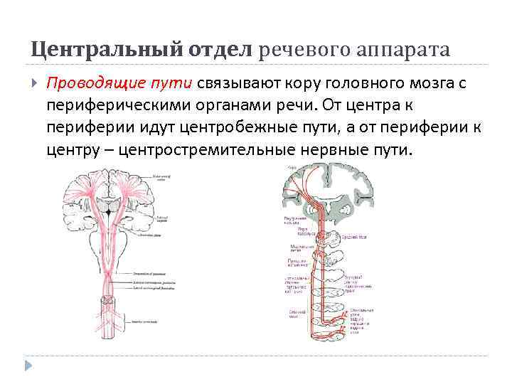 Центральный отдел речевого аппарата Проводящие пути связывают кору головного мозга с периферическими органами речи.