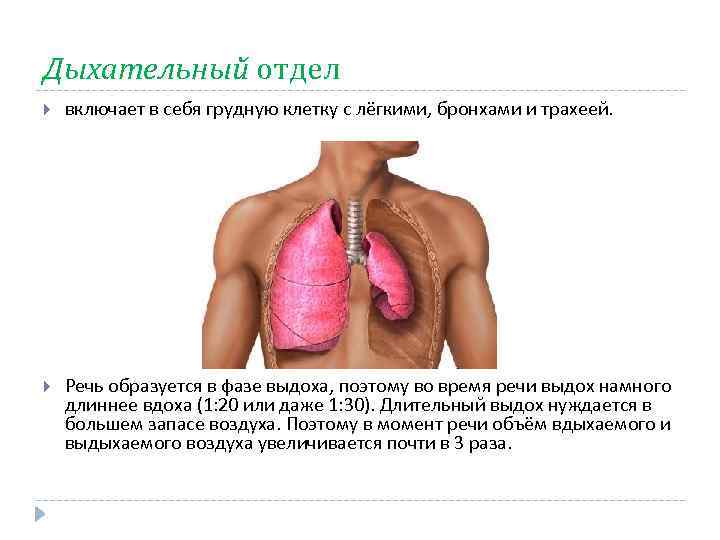 Дыхательный отдел включает в себя грудную клетку с лёгкими, бронхами и трахеей. Речь образуется