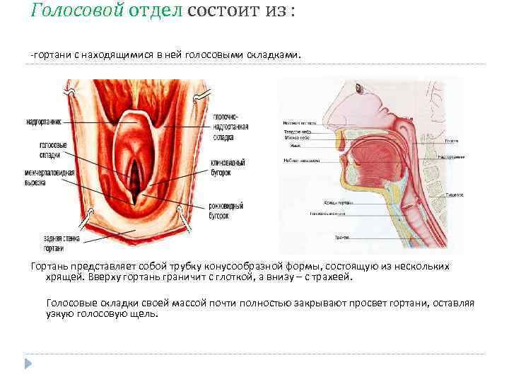 Голосовой отдел состоит из : -гортани с находящимися в ней голосовыми складками. Гортань представляет