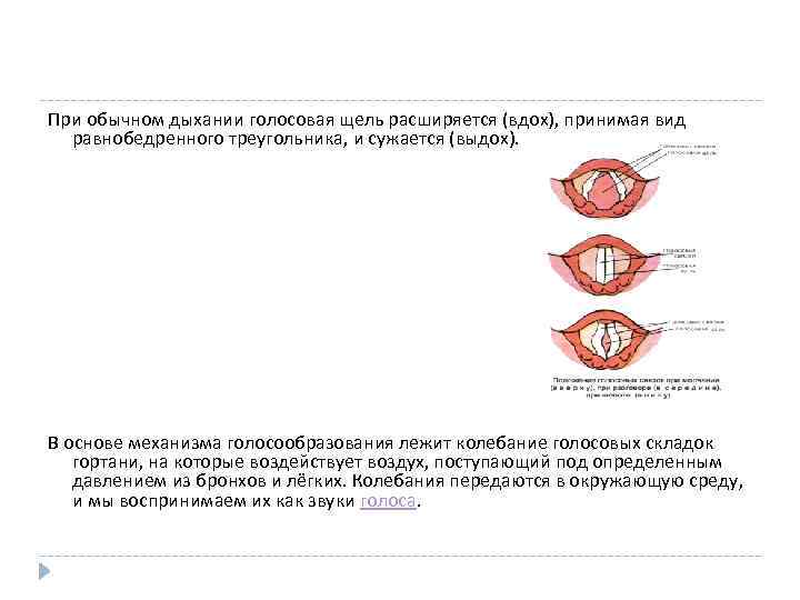 При обычном дыхании голосовая щель расширяется (вдох), принимая вид равнобедренного треугольника, и сужается (выдох).
