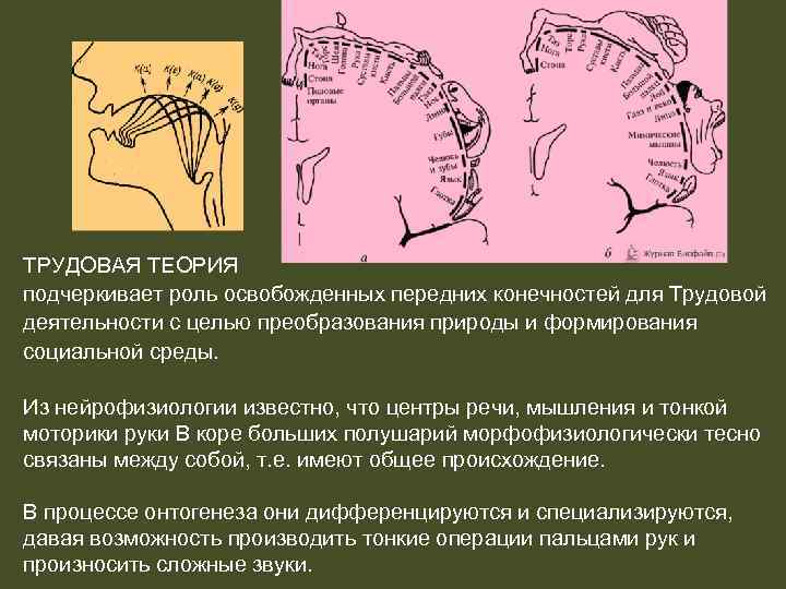 ТРУДОВАЯ ТЕОРИЯ подчеркивает роль освобожденных передних конечностей для Трудовой деятельности с целью преобразования природы