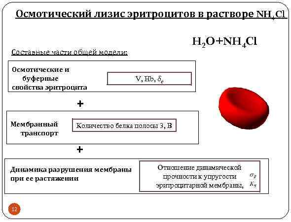 Осмотический лизис эритроцитов в растворе NH 4 Cl H 2 O+NH 4 Cl Составные