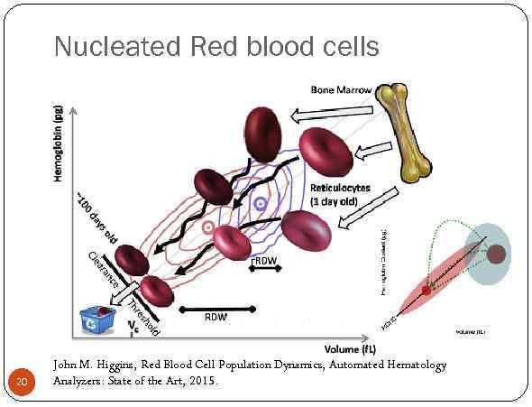 Nucleated Red blood cells 20 John M. Higgins, Red Blood Cell Population Dynamics, Automated