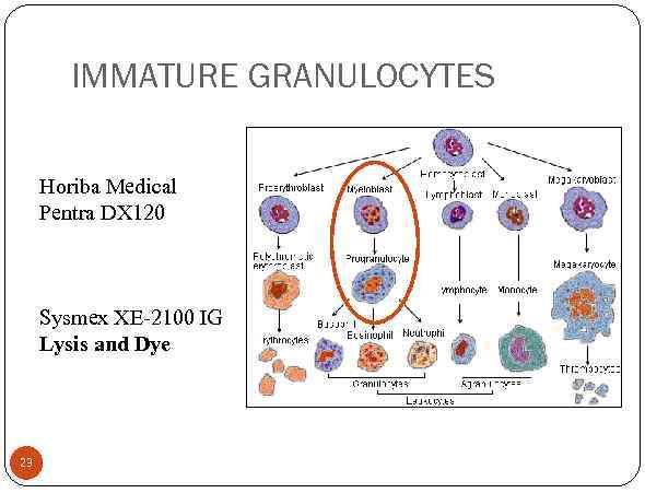 IMMATURE GRANULOCYTES Horiba Medical Pentra DX 120 Sysmex XE-2100 IG Lysis and Dye 23