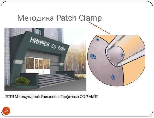 Методика Patch Clamp НИИ Молекулярной биологии и биофизики СО РАМН 29 