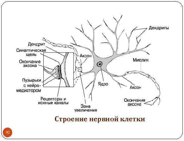 Строение нервной клетки 30 