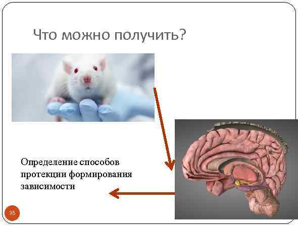 Что можно получить? Определение способов протекции формирования зависимости 36 