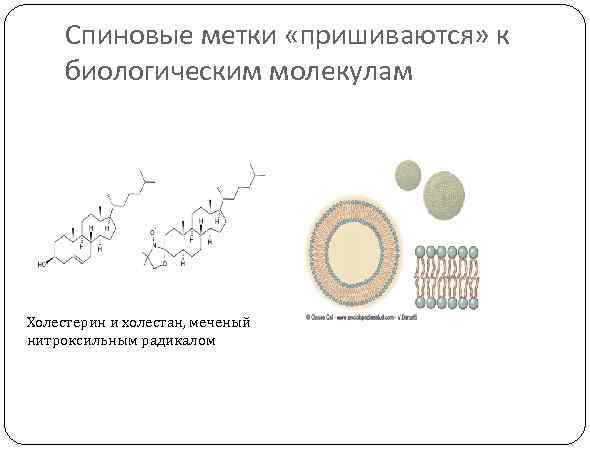 Спиновые метки «пришиваются» к биологическим молекулам Холестерин и холестан, меченый нитроксильным радикалом 
