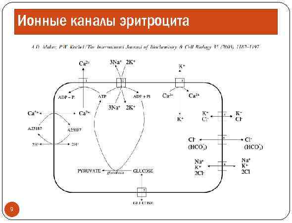 Ионные каналы эритроцита 9 