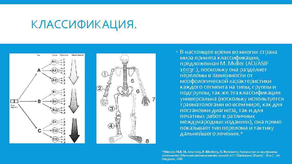 КЛАССИФИКАЦИЯ. В настоящее время во многих страна мира принята классификация, предложенная M. Muller (AO/ASIF