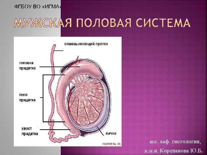 ФГБОУ ВО «ИГМА» асс. каф. гистологии, к. м. н. Корепанова Ю. Б. 