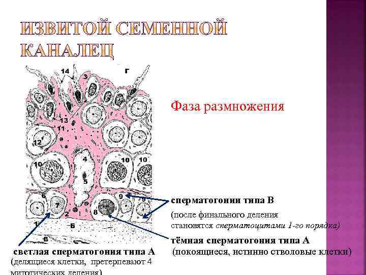 Фаза размножения сперматогонии типа В (после финального деления становятся сперматоцитами 1 -го порядка) светлая