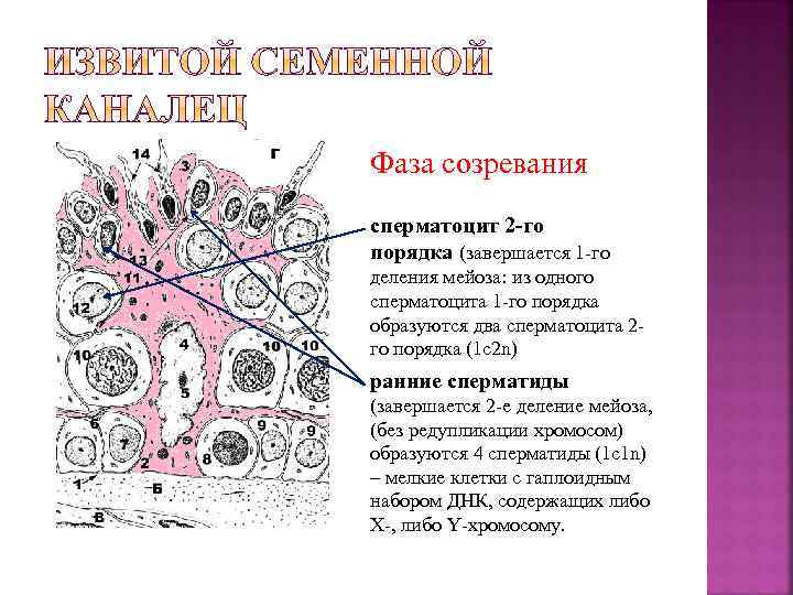 Сперматоциты первого порядка