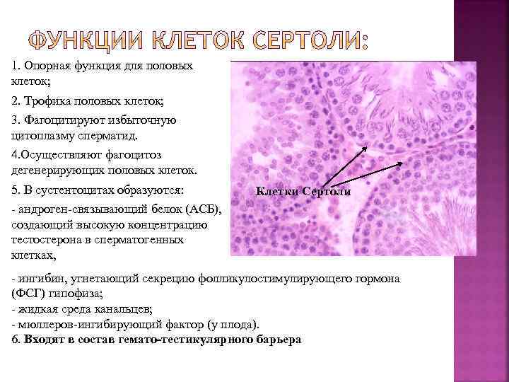 1. Опорная функция для половых клеток; 2. Трофика половых клеток; 3. Фагоцитируют избыточную цитоплазму