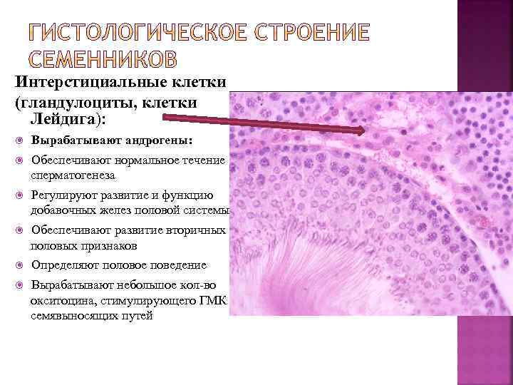 Клетки лейдига. Клетки Лейдига семенников. Яичко семенник гистология. Клетки Лейдига строение гистология. Семенник гистология препарат.