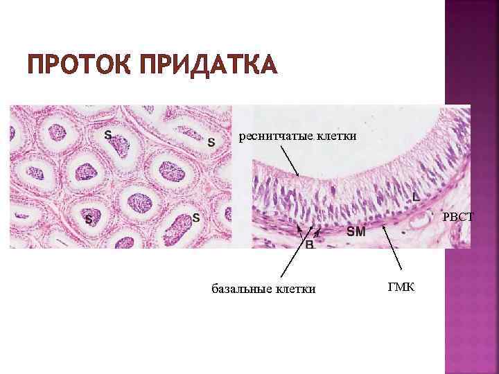 ПРОТОК ПРИДАТКА реснитчатые клетки РВСТ базальные клетки ГМК 