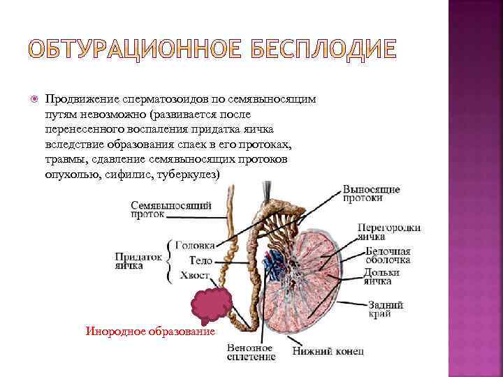 Семявыносящие пути гистология