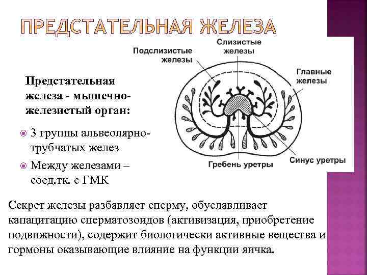 Предстательная железа - мышечножелезистый орган: 3 группы альвеолярнотрубчатых желез Между железами – соед. тк.