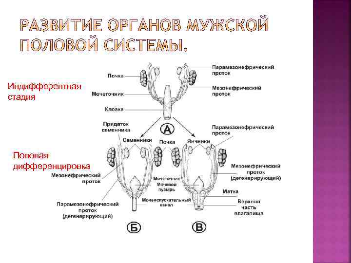 Индифферентная стадия Половая дифференцировка 