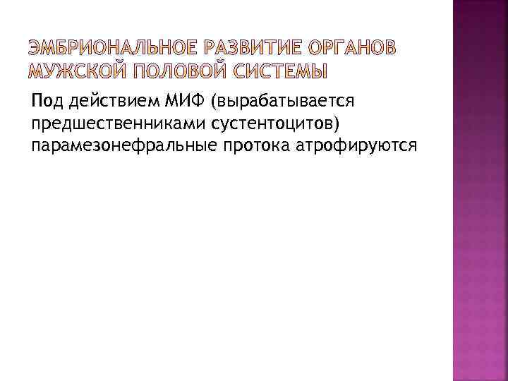 Под действием МИФ (вырабатывается предшественниками сустентоцитов) парамезонефральные протока атрофируются 