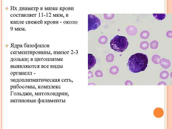 v Их диаметр в мазке крови составляет 11 -12 мкм, в капле свежей крови