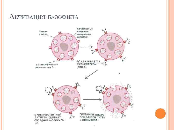 АКТИВАЦИЯ БАЗОФИЛА 