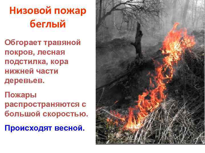 Низовой пожар беглый Обгорает травяной покров, лесная подстилка, кора нижней части деревьев. Пожары распространяются