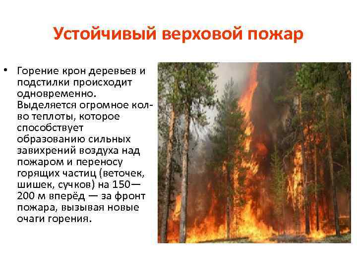 Устойчивый верховой пожар • Горение крон деревьев и подстилки происходит одновременно. Выделяется огромное колво