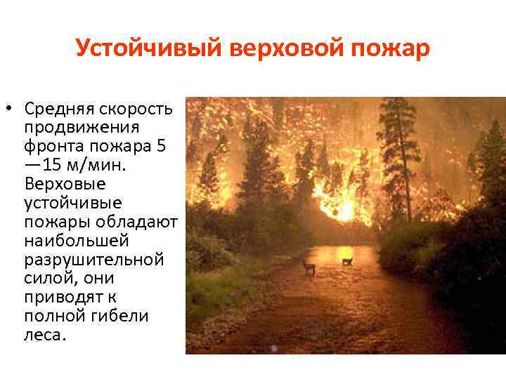 Устойчивый верховой пожар • Средняя скорость продвижения фронта пожара 5 — 15 м/мин. Верховые
