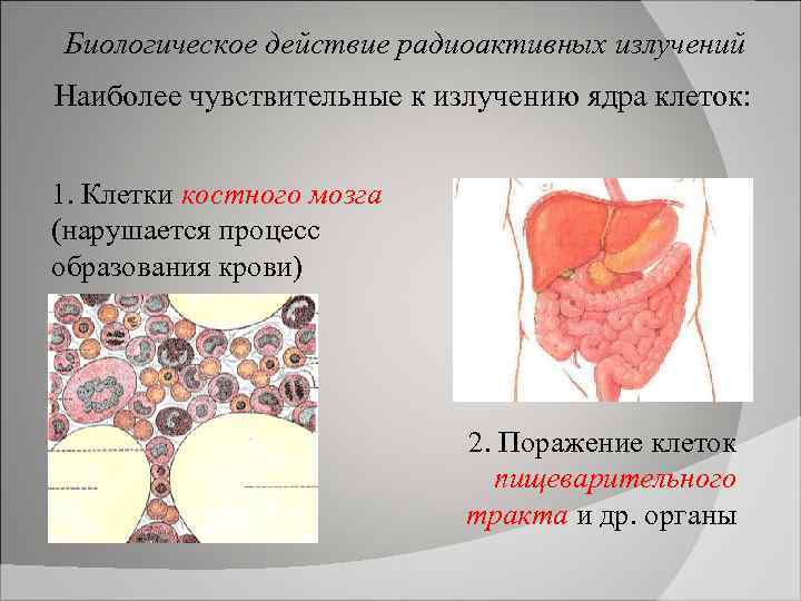 Биологическое действие радиоактивных излучений Наиболее чувствительные к излучению ядра клеток: 1. Клетки костного мозга