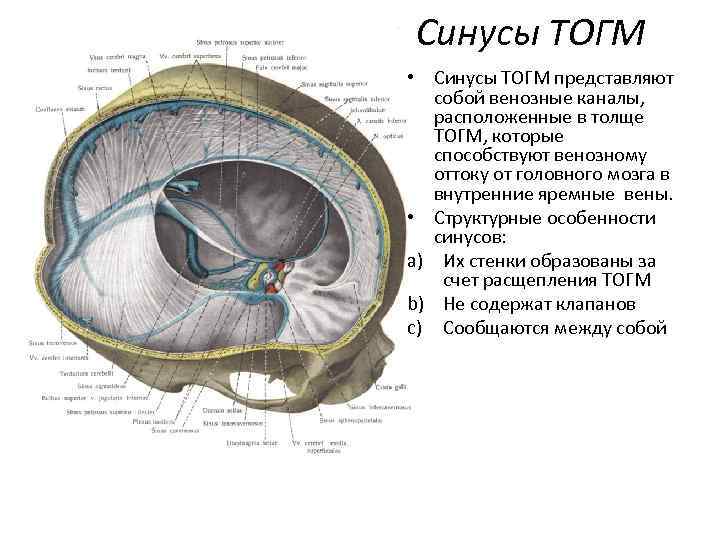 Синусы ТОГМ • Синусы ТОГМ представляют собой венозные каналы, расположенные в толще ТОГМ, которые