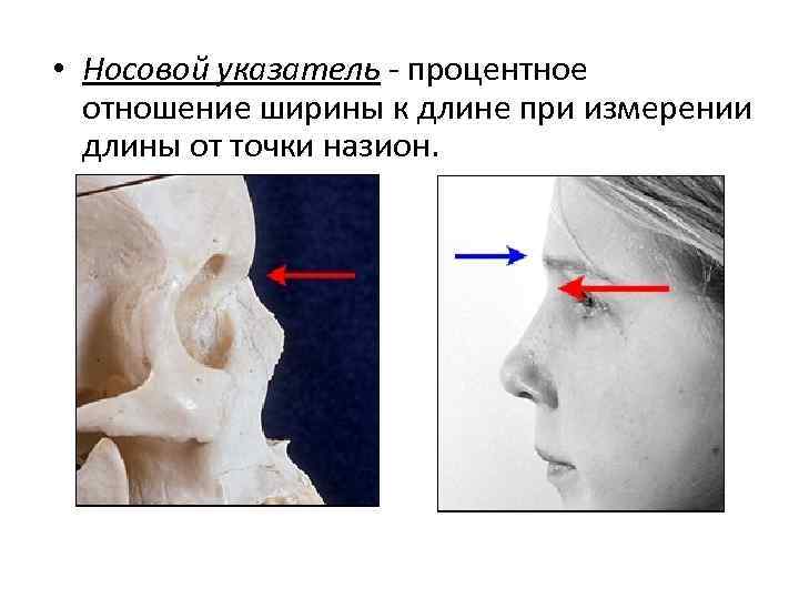  • Носовой указатель - процентное отношение ширины к длине при измерении длины от