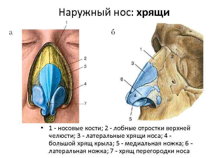 Верхний наружный квадрант ягодицы фото