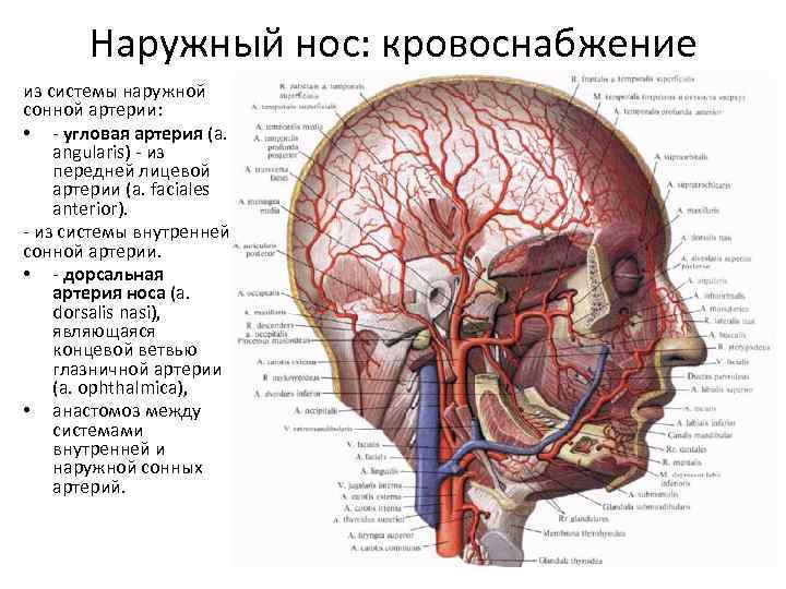 Наружный нос: кровоснабжение из системы наружной сонной артерии: • - угловая артерия (a. angularis)