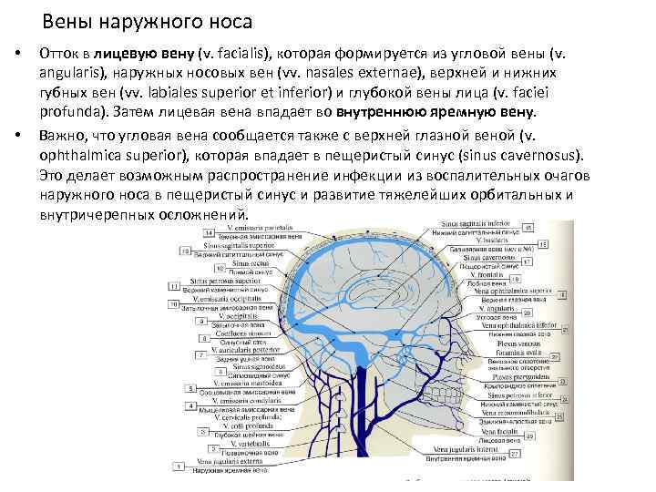 Вены наружного носа • • Отток в лицевую вену (v. facialis), которая формируется из