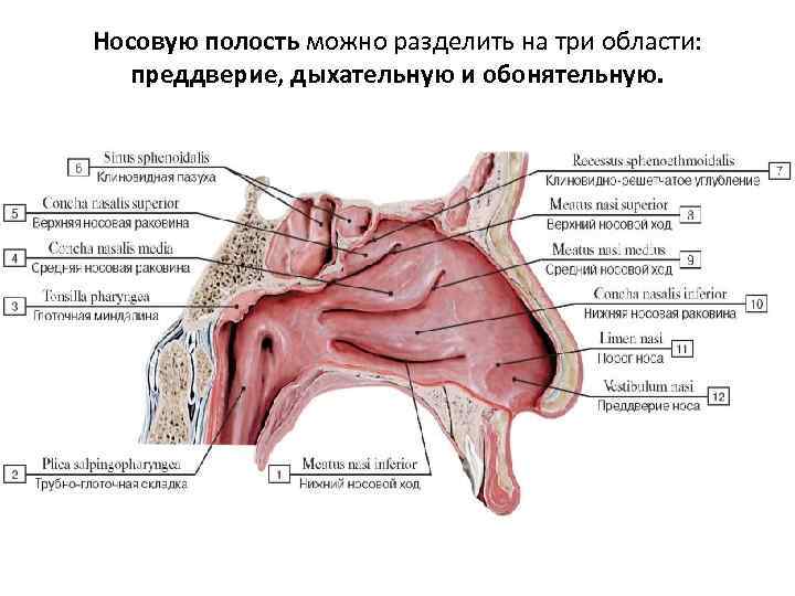 Носовую полость можно разделить на три области: преддверие, дыхательную и обонятельную. 