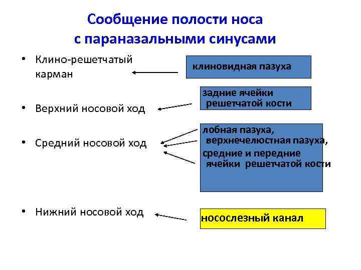 Сообщение полости носа с параназальными синусами • Клино-решетчатый карман • Верхний носовой ход •