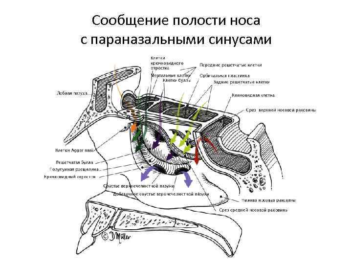 Сообщение полости носа с параназальными синусами 