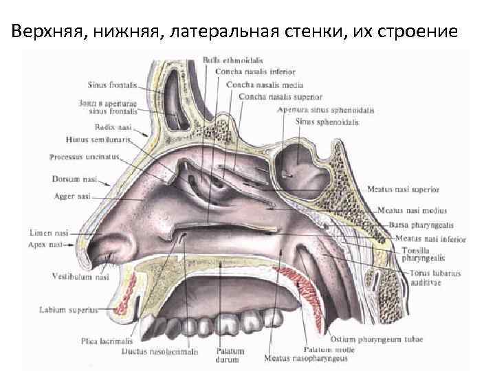 Верхняя, нижняя, латеральная стенки, их строение 