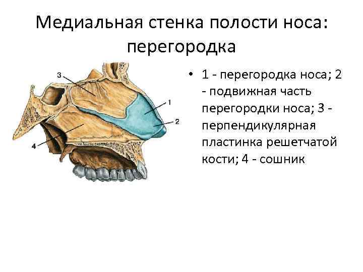 Медиальная стенка полости носа: перегородка • 1 - перегородка носа; 2 - подвижная часть